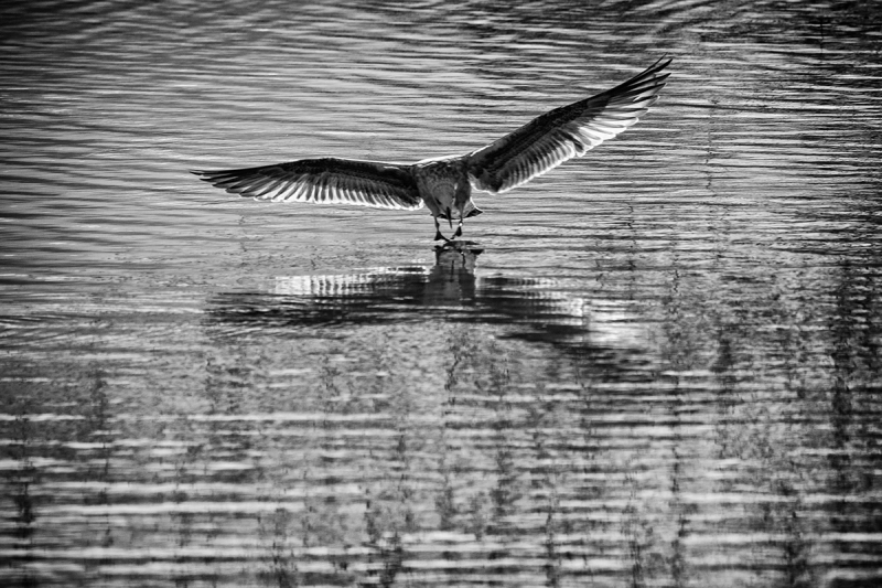 Clicca per l'immagine full size