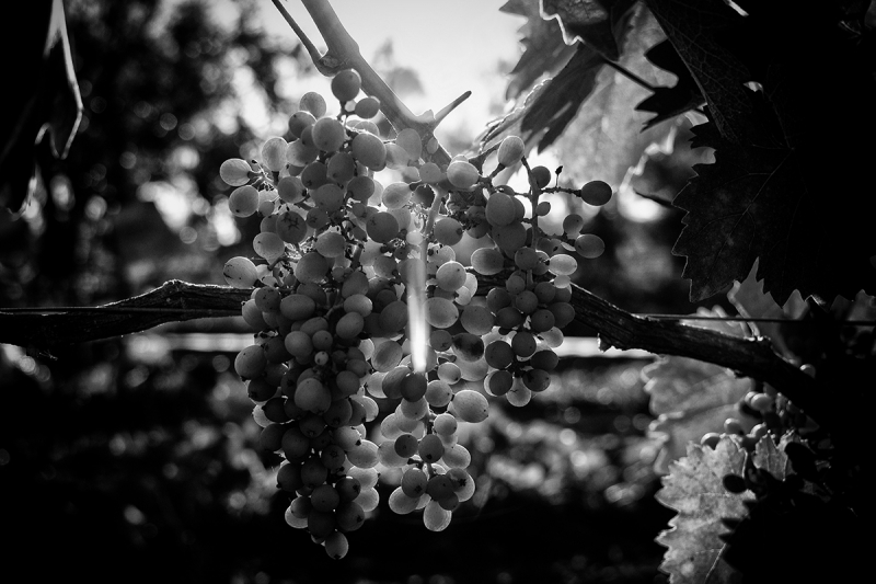 Clicca per l'immagine full size