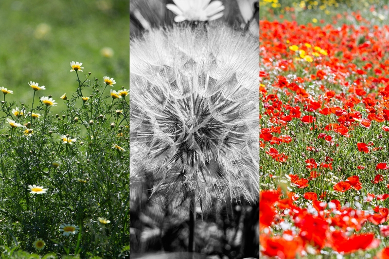 Clicca per l'immagine full size
