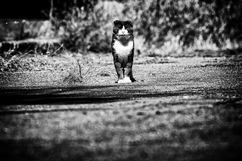 Clicca per l'immagine full size