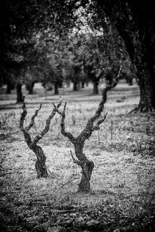 Clicca per l'immagine full size
