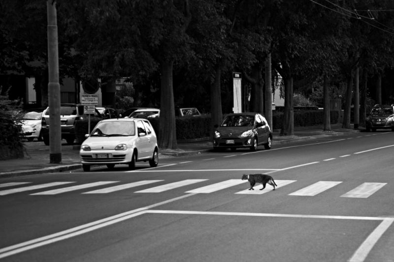 Clicca per l'immagine full size
