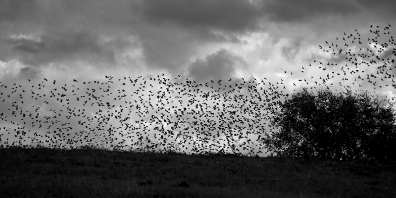 Clicca per l'immagine full size