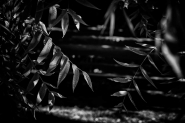 0039AB82-3207-436B-84AE-E1E09CF41938.jpeg 0039AB82-3207-436B-84AE-E1E09CF41938.jpeg
