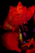 Filename=LTR-2628.jpg
Filesize=159KB
Dimensions=533x800
Date added=May 30, 2007 LTR-2628.jpg