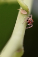 macro3_.jpg macro3_.jpg