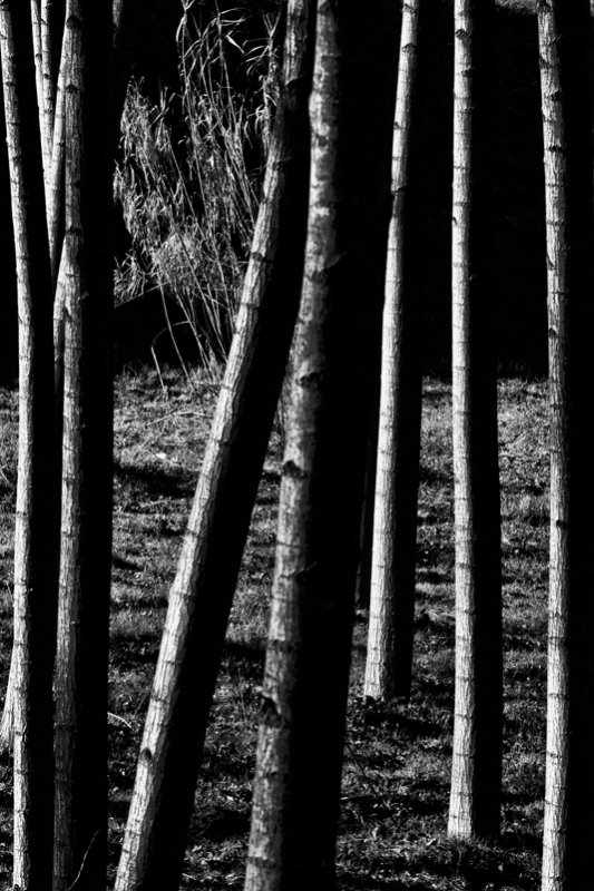 Clicca per l'immagine full size