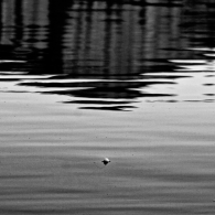 Nome File=ciuccoli-4.jpg
Dimensione File=399KB
Dimensioni=850x850
Data aggiunta=Mag 05, 2009 ciuccoli-4.jpg