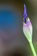 Nome File=iris-1.jpg
Dimensione File=229KB
Dimensioni=534x801
Data aggiunta=Apr 14, 2008 iris-1.jpg