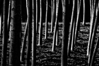 Nome File=trees-6.jpg
Dimensione File=246KB
Dimensioni=850x567
Data aggiunta=Mar 22, 2009 trees-6.jpg