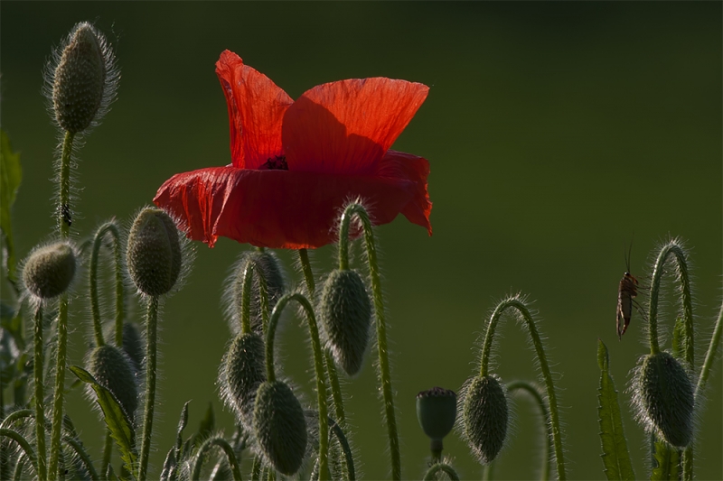 Clicca per l'immagine full size