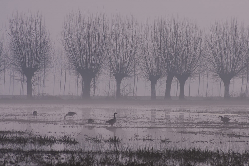 Clicca per l'immagine full size