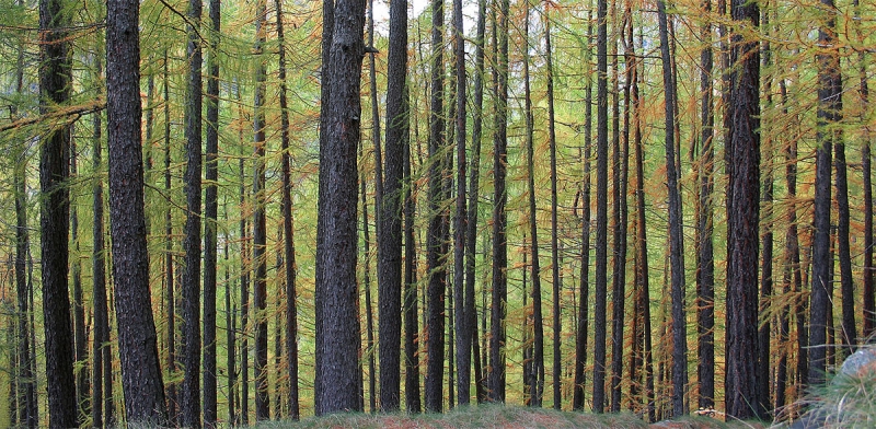 Clicca per l'immagine full size