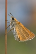 CRW_8187.jpg