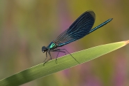 CRW_9218.jpg