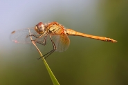 CRW_9439.jpg