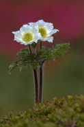 pulsatilla_alpina.jpg