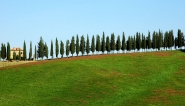 cipressi2-.jpg cipressi2-.jpg