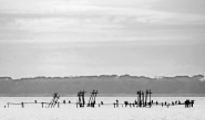 condominioCORMORANI-.jpg condominioCORMORANI-.jpg