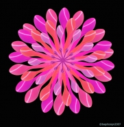 spoonsflower-.jpg
