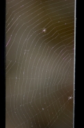strangespiders.jpg strangespiders.jpg