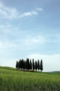 Nome File=valdorcia06.jpg
Dimensione File=150KB
Dimensioni=492x737
Data aggiunta=Mag 17, 2008 valdorcia06.jpg