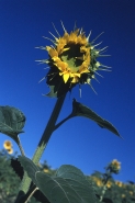 GIRASOLE_SOLITARIO.jpg