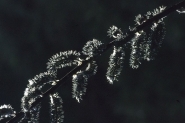 Nome File=bruchi.jpg
Dimensione File=93KB
Dimensioni=800x534
Data aggiunta=Lug 11, 2007 bruchi.jpg