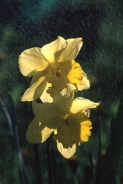 fiore_giallo.jpg