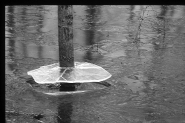 Nome File=fucecchio.jpg
Dimensione File=145KB
Dimensioni=800x535
Data aggiunta=Apr 05, 2008 fucecchio.jpg