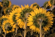 Nome File=girasoli_in_coda.jpg
Dimensione File=106KB
Dimensioni=750x500
Data aggiunta=Lug 24, 2007 girasoli_in_coda.jpg