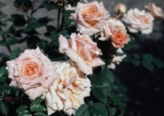Nome File=normal_rose_bagnate.jpg
Dimensione File=96KB
Dimensioni=400x285
Data aggiunta=Lug 29, 2007 normal_rose_bagnate.jpg