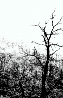 Nome File=pietre.jpg
Dimensione File=263KB
Dimensioni=454x700
Data aggiunta=Gen 07, 2009 pietre.jpg