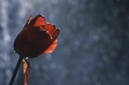 Nome File=tulipano_rosso.jpg
Dimensione File=340KB
Dimensioni=800x533
Data aggiunta=Dic 06, 2006 tulipano_rosso.jpg