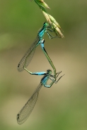 Nome File=Acrobat.jpg
Dimensione File=217KB
Dimensioni=536x800
Data aggiunta=Mag 27, 2007 Acrobat.jpg