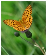 Nome File=Natura.jpg
Dimensione File=265KB
Dimensioni=630x750
Data aggiunta=Giu 21, 2007 Natura.jpg