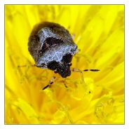Nome File=Yellow___.jpg
Dimensione File=233KB
Dimensioni=746x750
Data aggiunta=Gen 04, 2007 Yellow___.jpg