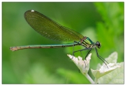 Filename=calopteryx.jpg
Filesize=234KB
Dimensions=750x510
Date added=May 31, 2007 calopteryx.jpg