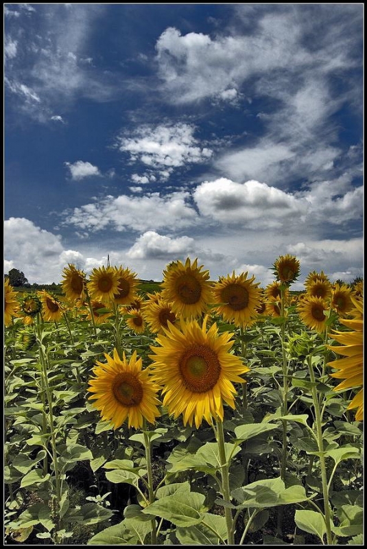 Clicca per l'immagine full size