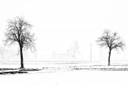 2-alberi-invernali.jpg