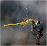 libellula5.jpg