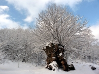albero.jpg