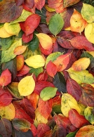 autunno~1.jpg