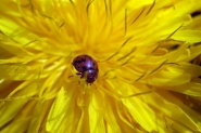 fa_463_11313.jpg fa_463_11313.jpg