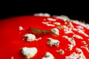Nome File=pizza.jpg
Dimensione File=58KB
Dimensioni=800x532
Data aggiunta=Lug 17, 2007 pizza.jpg