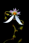 Nome File=saxifraga.jpg
Dimensione File=40KB
Dimensioni=537x800
Data aggiunta=Mag 18, 2010 saxifraga.jpg