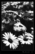 Nome File=800x600_-_BwMargheriteGrana.jpg
Dimensione File=130KB
Dimensioni=531x800
Data aggiunta=Lug 18, 2007 800x600_-_BwMargheriteGrana.jpg