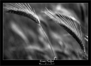 Nome File=Grano.jpg
Dimensione File=154KB
Dimensioni=800x578
Data aggiunta=Giu 19, 2007 Grano.jpg