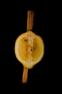 Nome File=limoncellowtmk.jpg
Dimensione File=100KB
Dimensioni=533x800
Data aggiunta=Mar 03, 2012 limoncellowtmk.jpg