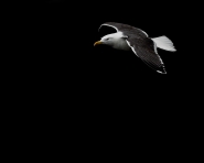 Nome File=seagull.jpg
Dimensione File=38KB
Dimensioni=800x640
Data aggiunta=Mag 01, 2012 seagull.jpg